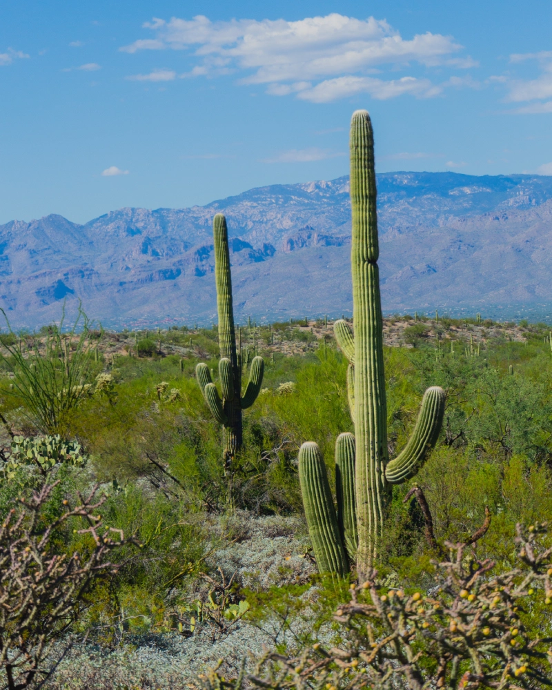 Tall saguaro cacti in a desert landscape with mountains.